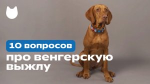 10 вопросов про венгерскую выжлу