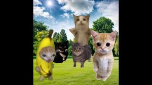 Baby Banana Cat Compilation 😺❤️ 2 Minutes #52