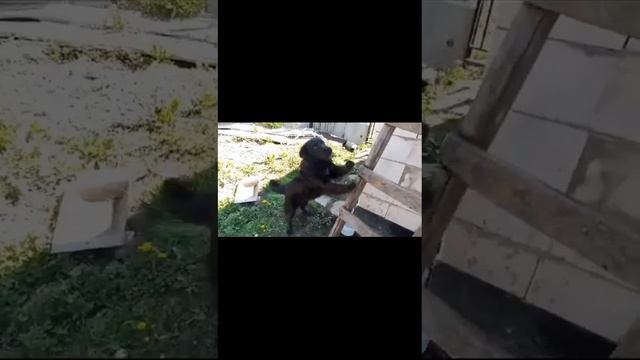 Мотоблок Нева мб Энергия. Первый опыт культивации. смотреть онлайн