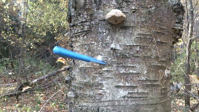 Пироговский лесопарк и метание ножа в дерево смотреть онлайн