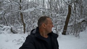 Размышляю пилить ли Иву на дрова?
