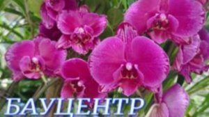 №1010/ НЕВЕРОЯТНО красивые, НЕВЕРОЯТНО свежие ОРХИДЕИ в БАУЦЕНТРЕ