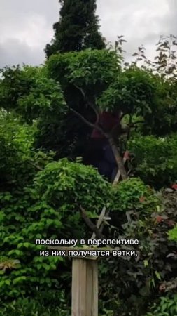 Формирование клёна. Июль 2020. Часть 2