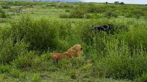 Храбрый буйвол  mp4