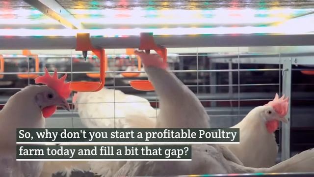 Poultry farming business site. For tips and guide on Poultry farming