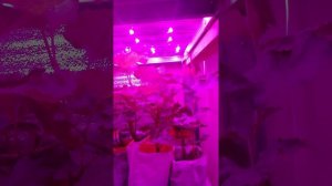 Виноград в январе , в Тюмени