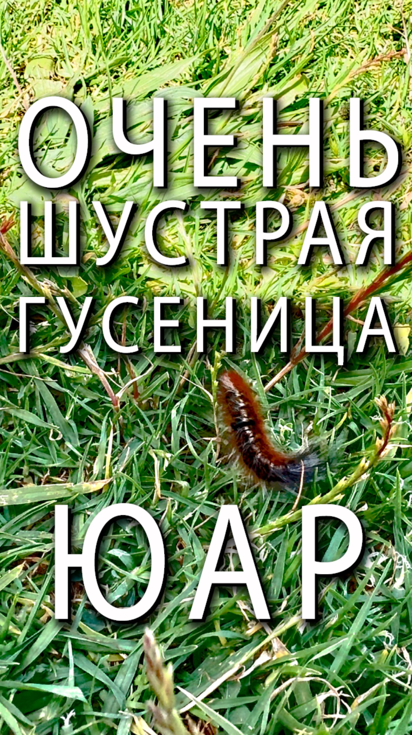 Очень шустрая африканская гусеница 🐛 #ЮАР