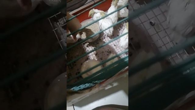 вес перепелов в 12 дней. и бройлеров в 4 дня