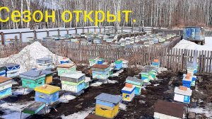 Весенний-очистительный облет пчелы.