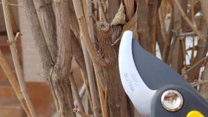 Китайские секаторы Deli Tools: стоит ли покупать? Проверяем качество.