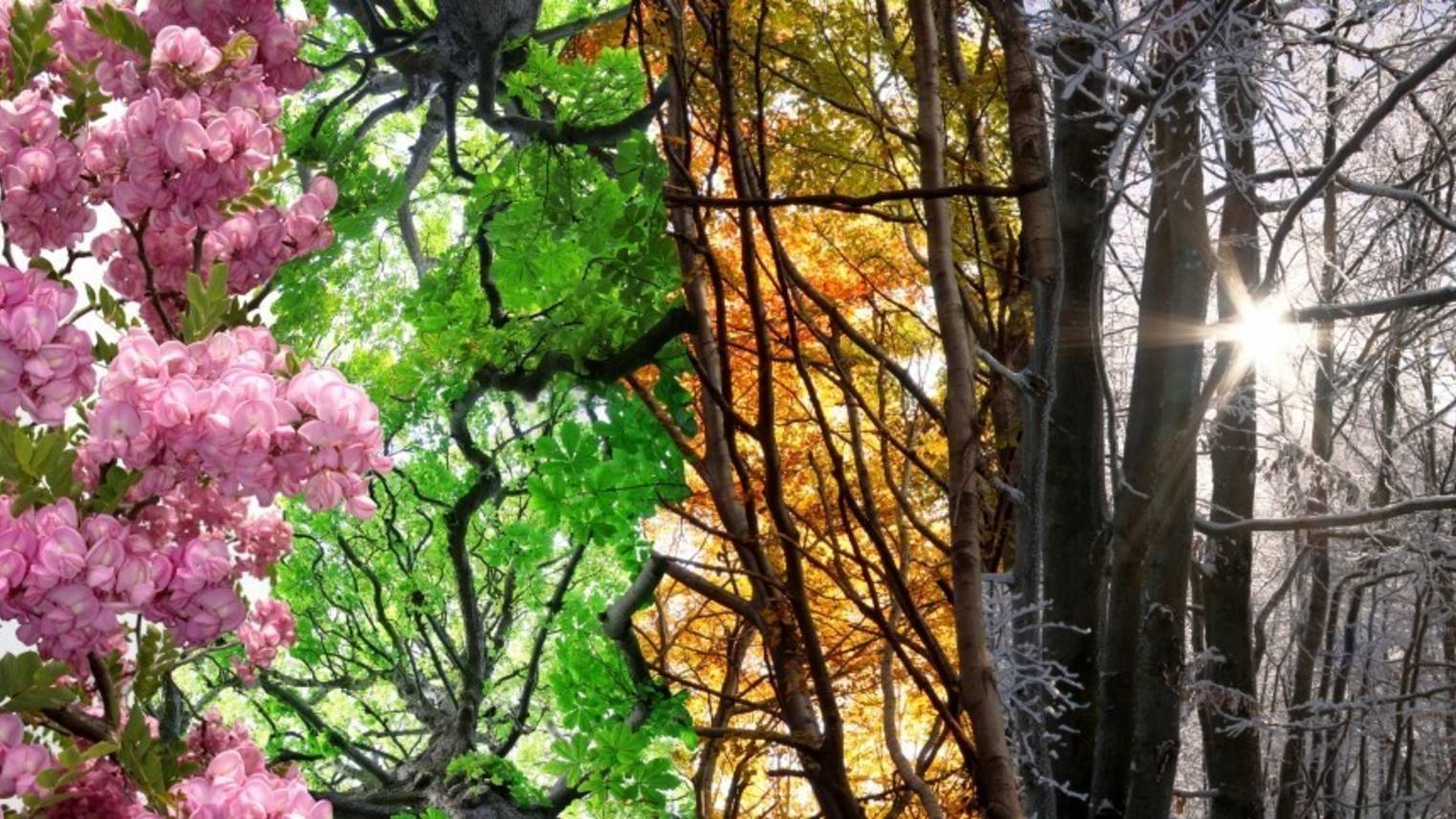 ВРЕМЕНА ГОДА смотреть онлайн