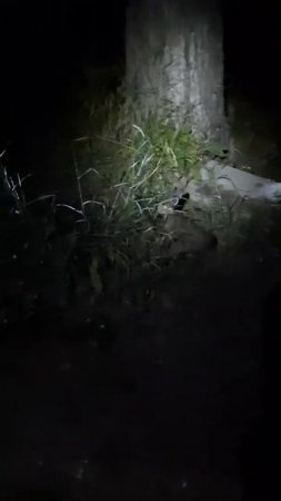 "Зайчик принеси моим девочкам гостинцы из леса." Наша маленькая традиция.