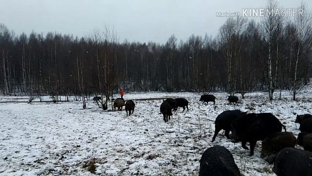 Ловля кабанчика голыми руками