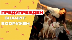 КАК СОБАКЕ НАС ПОНЯТЬ: ВАЖНОЕ ПРАВИЛО В ДРЕССИРОВКЕ СОБАК, всё о предупреждении