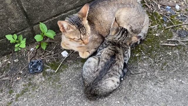 この子猫、ミルク飲んだまま、たぶん寝た【キジトラ猫・野良猫】