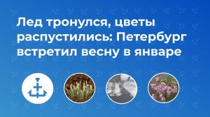 Лед тронулся, цветы распустились: Петербург встретил весну в январе