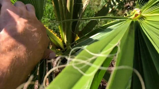 How fast really can a Washingtonia robusta grow?? Part 2 смотреть онлайн