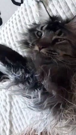 Мейн кун Сева спит. #cat #pet