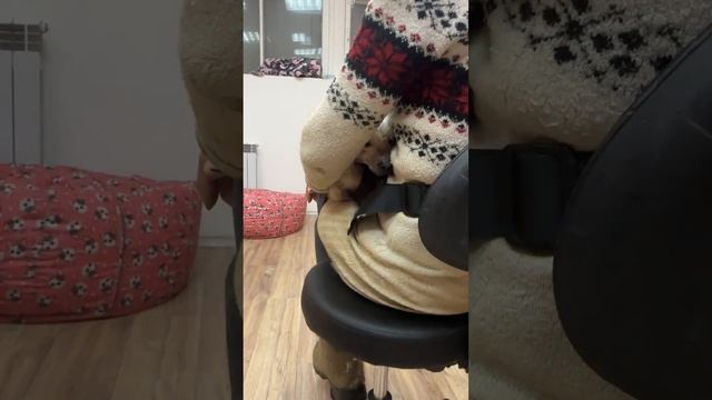 Наводим красоту 🐾 смотреть онлайн