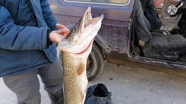 ЩУКА НА 6 КГ.!!! #shorts #рыбалка #рыбалканащуку #щука