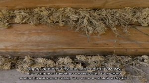 Зимовье в тайге: дом в лесу своими руками