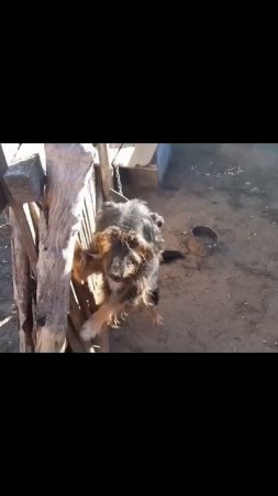 Ар-в 22.11.22Заготовка дров на зиму Бабуле и Дедуле #семья #дрова #заготовка