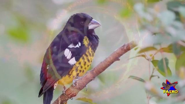 КОЛЛЕКТИВКА - универ. 11 01 25. Collective - universal.