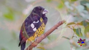 КОЛЛЕКТИВКА - универ. 11 01 25. Collective - universal.