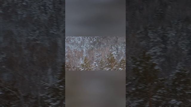 Ветлужанка Экопарк гремячая грива