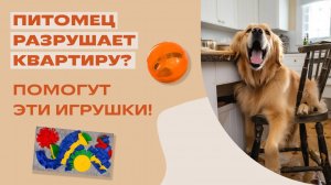 Собака или кот разрушают дом? Решение есть: специальные игрушки! Полезные игрушки для лакомств.