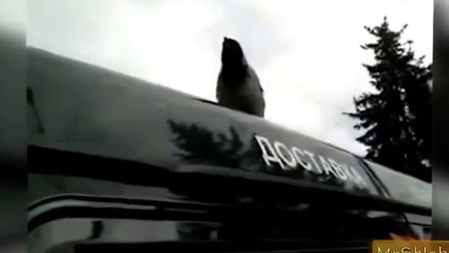 СМЕШНЫЕ ЖИВОТНЫЕ Очень смешные видео. смотреть онлайн