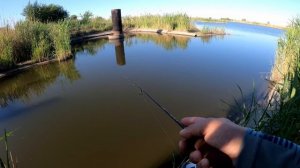 Мормышинг ловит ВСЁ!!! Шнур или Эстер? Что для мормо выбрать?