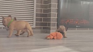 Щенки французского бульдога 45 дней