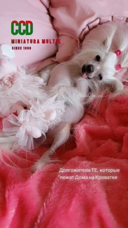 Рекомендации #shortsvideo #hairlessdog #chinesecrested #китайскаяхохлатая #ccd #мультик #миникхс