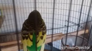 Попугай заговорил говорит Кеша хороший птичка 2