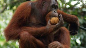 Gorilla VS Orangutan