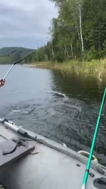 Ловлю
Крупных щюк на розовый воблер