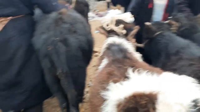 кизирик жахон молбозори Бокма Букалар ва кичикрок бузокчалар 13.02.2022