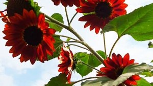 Restaurante Girasoles de Antigua Guatemala 🌻