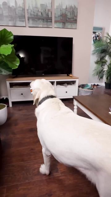 Самый умный пёс! смотреть онлайн