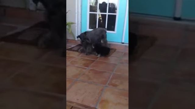 Getting acquainted:  Izzy & Mister Henry T. Johnson смотреть онлайн