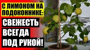 КАК САДИТЬ ЛИМОН ИЗ КОСТОЧКИ 🚫 ИЗ КОСТОЧКИ В ДОМАШНИХ УСЛОВИЯХ