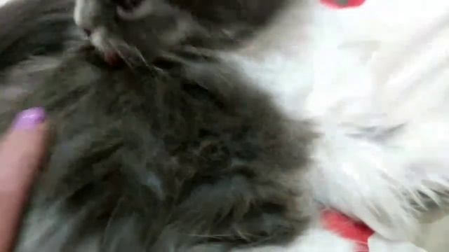 АСМР с кошечкой.#асмр#кошки#люблюкошек