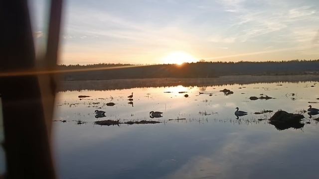 ОХОТА НА ГУСЯ И СЕЛЕЗНЯ. Подсадные не подвели. А гуся смазали.#охотанагуся#охотанаселезня#охота