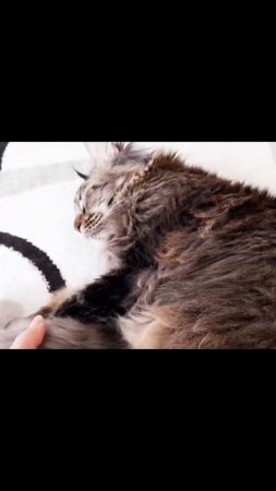 Кастрация, зря переживала, это просто... Все хорошо. Мейн кун Сева. #cat #котик #кастрация #мейнкун