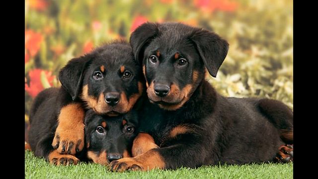 Босерон. Beauceron.