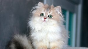 Челентано