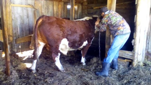 Герефорды в 15 и 14 месяцев