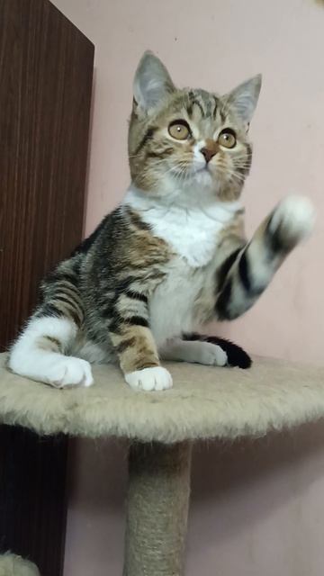 Шотландский котенок Джулия смотреть онлайн