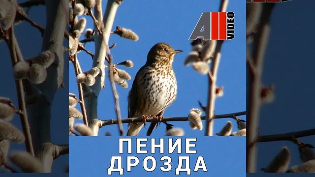 Пение дрозда